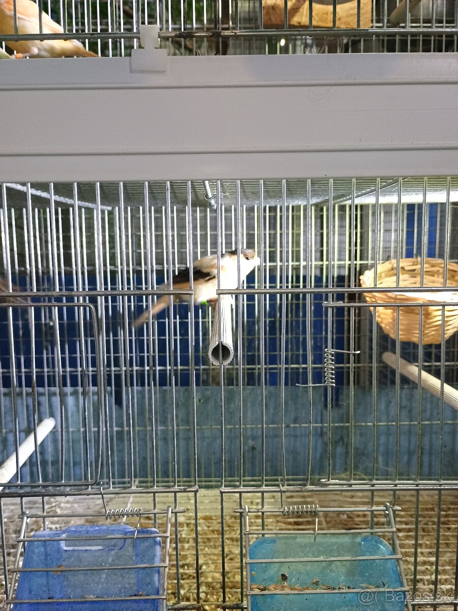 Predám drobotinu - 3