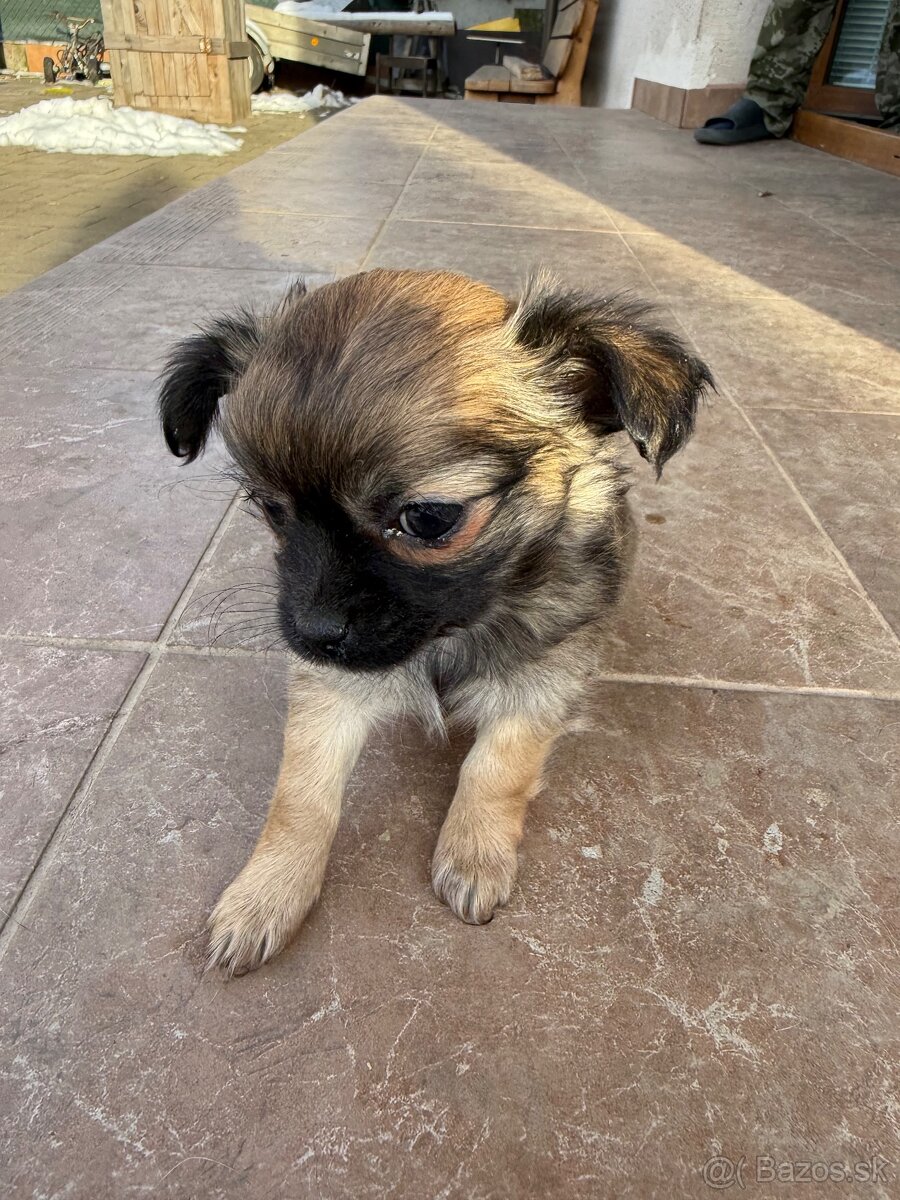 Mini čivava šteniatka - 3