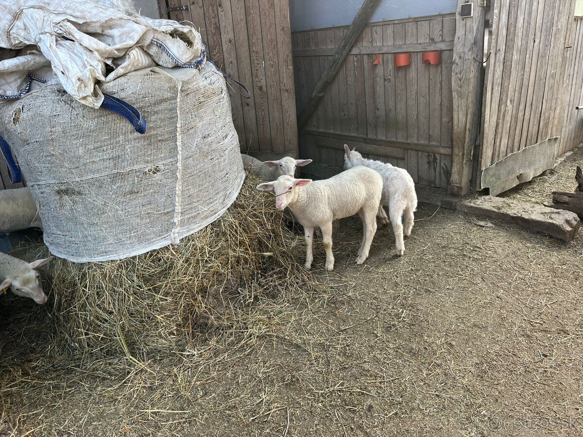 Jahňatá / kozľatá - 3