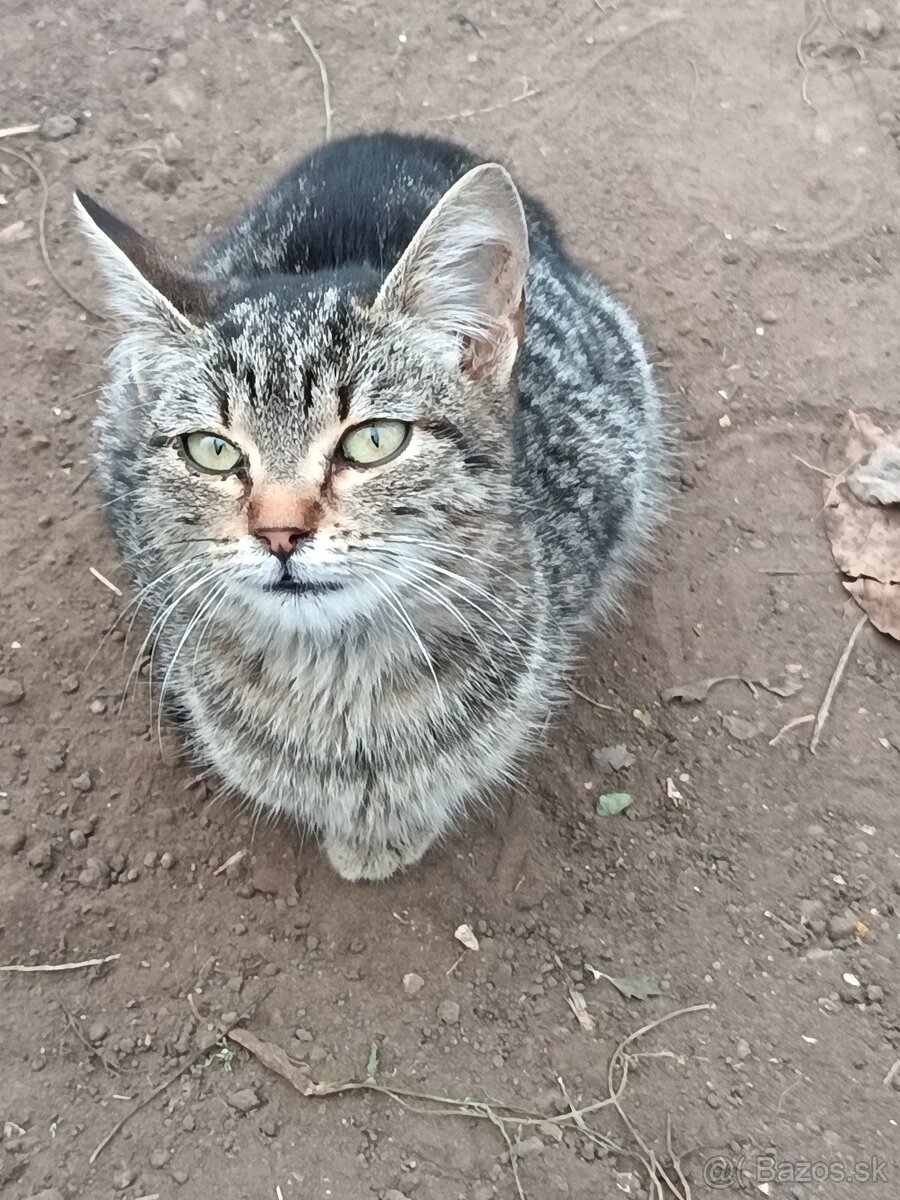 Darujem mačiatko - 3