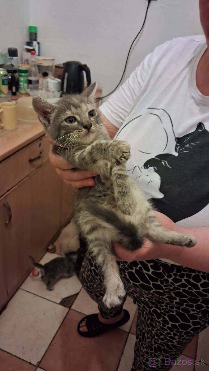Darujem mačky a kocurikov - 3