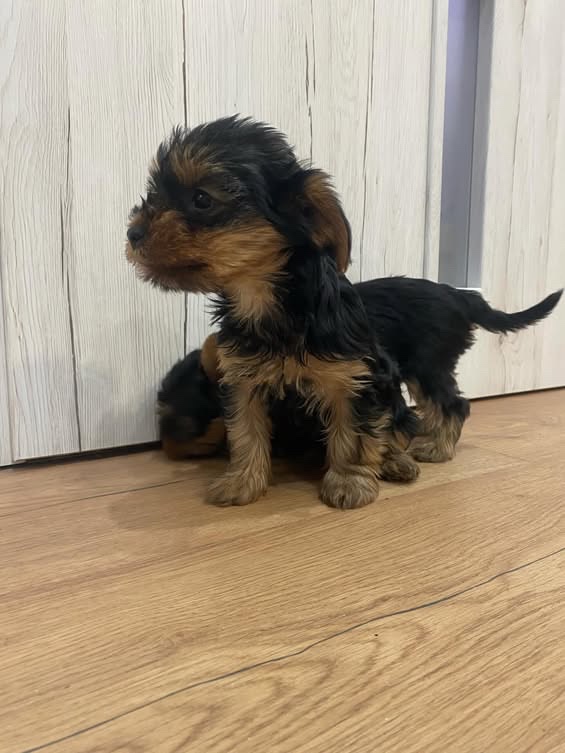 Yorkshire terrier - 3