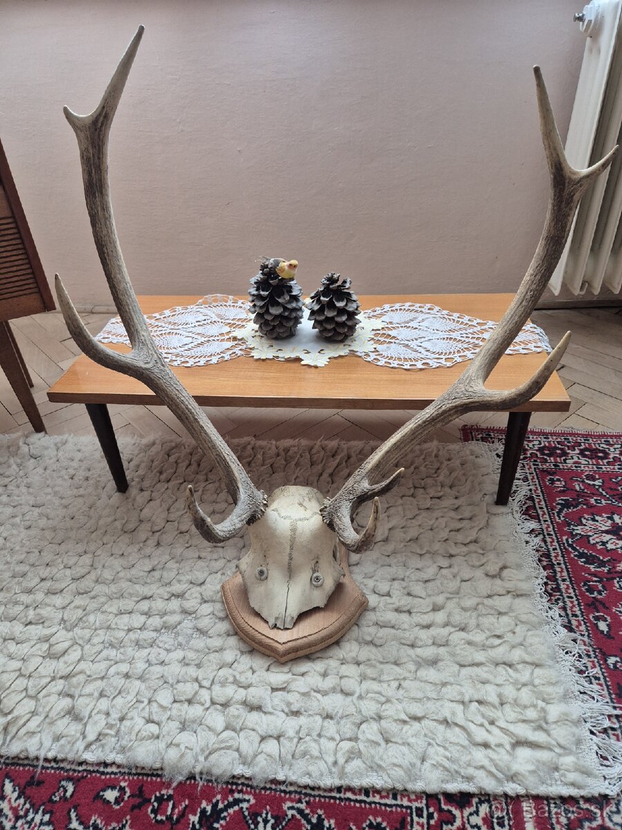 Predám trofeje jeleňov - 3
