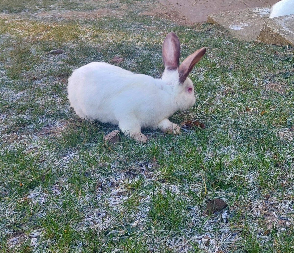 Predám hyla kraliky - 3