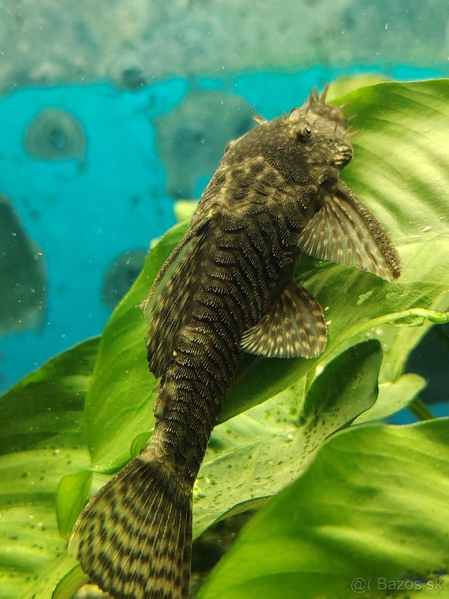 Vymenim alebo darujem - 3