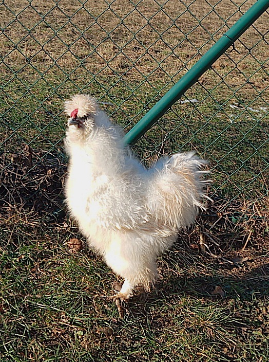 Hodvábničky kohúti - 3