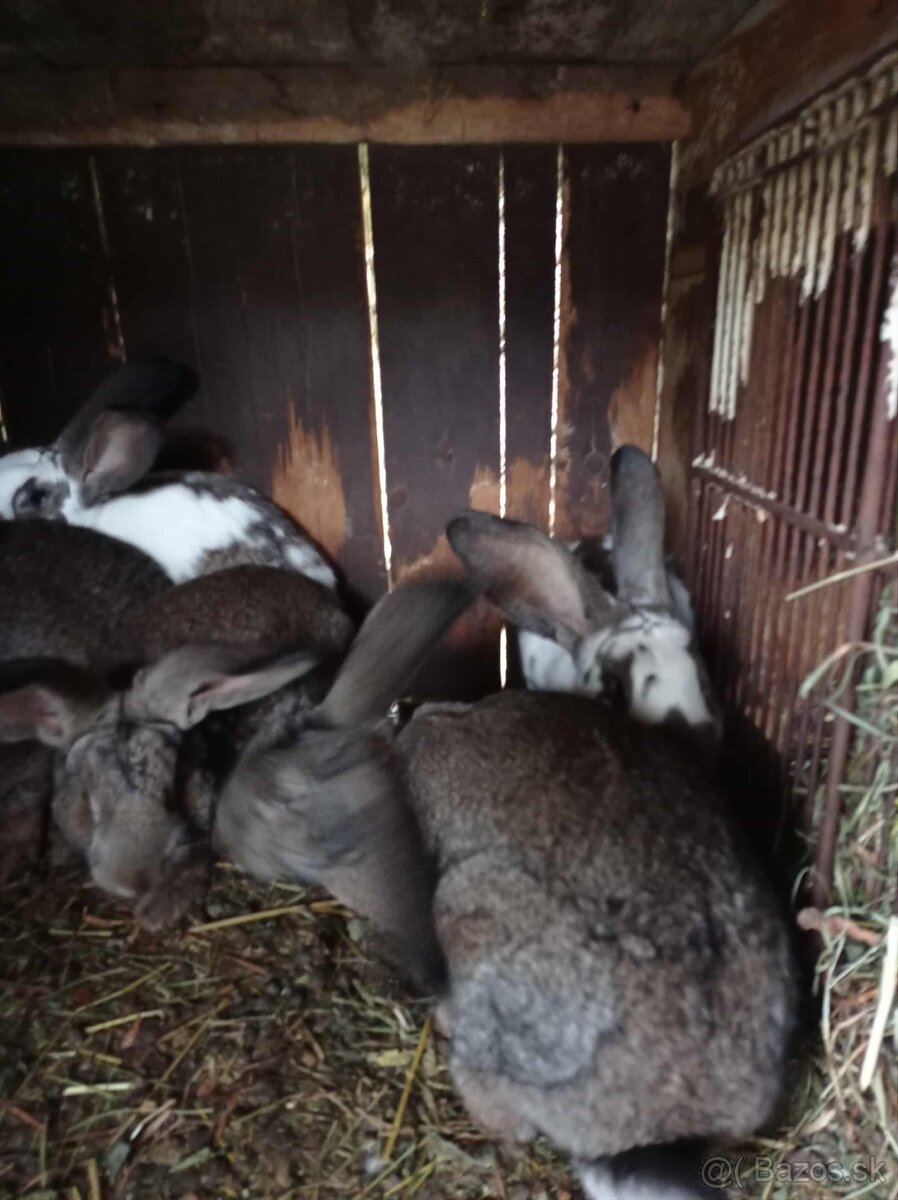 Predam samce zajacov na chov - 3