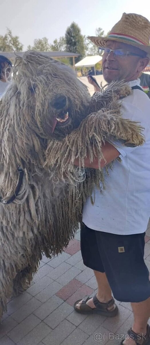 Komondor s PP - 3