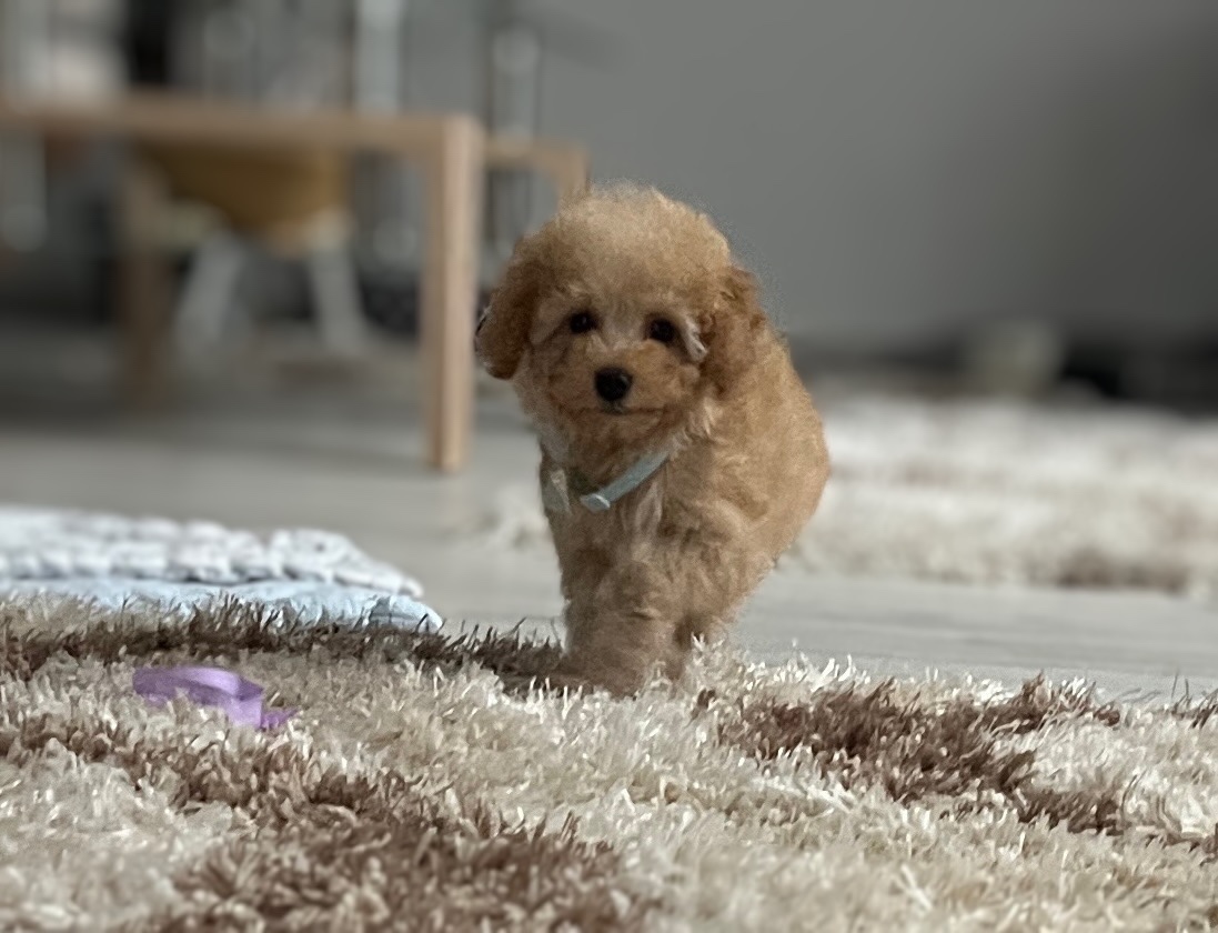 Toy pudlíčik, pudel - 3