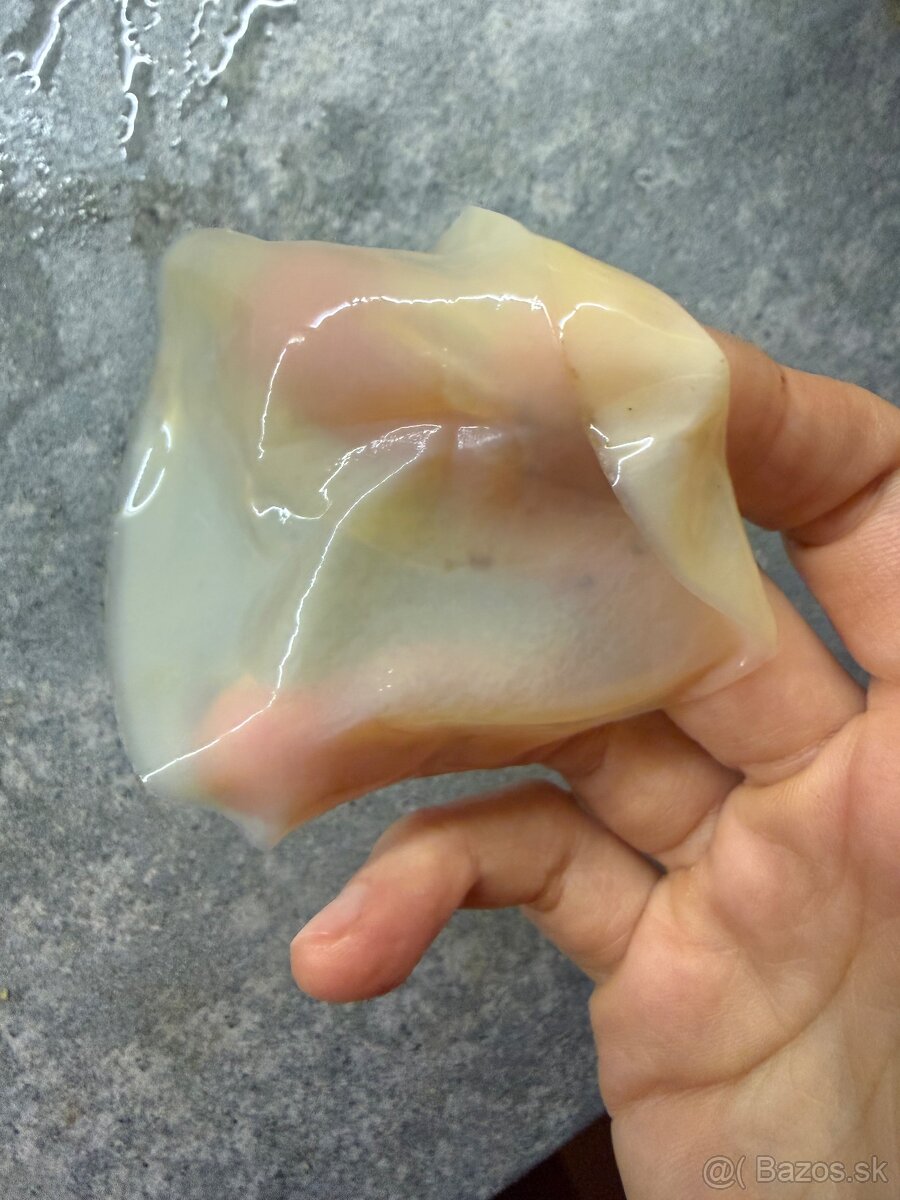 Predam hubu Kombucha - Scoby - 3