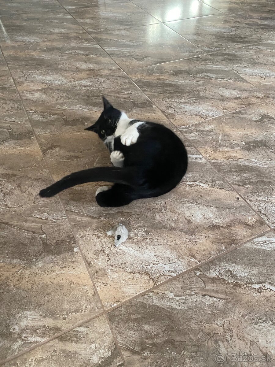 Darujem mačičku - 3