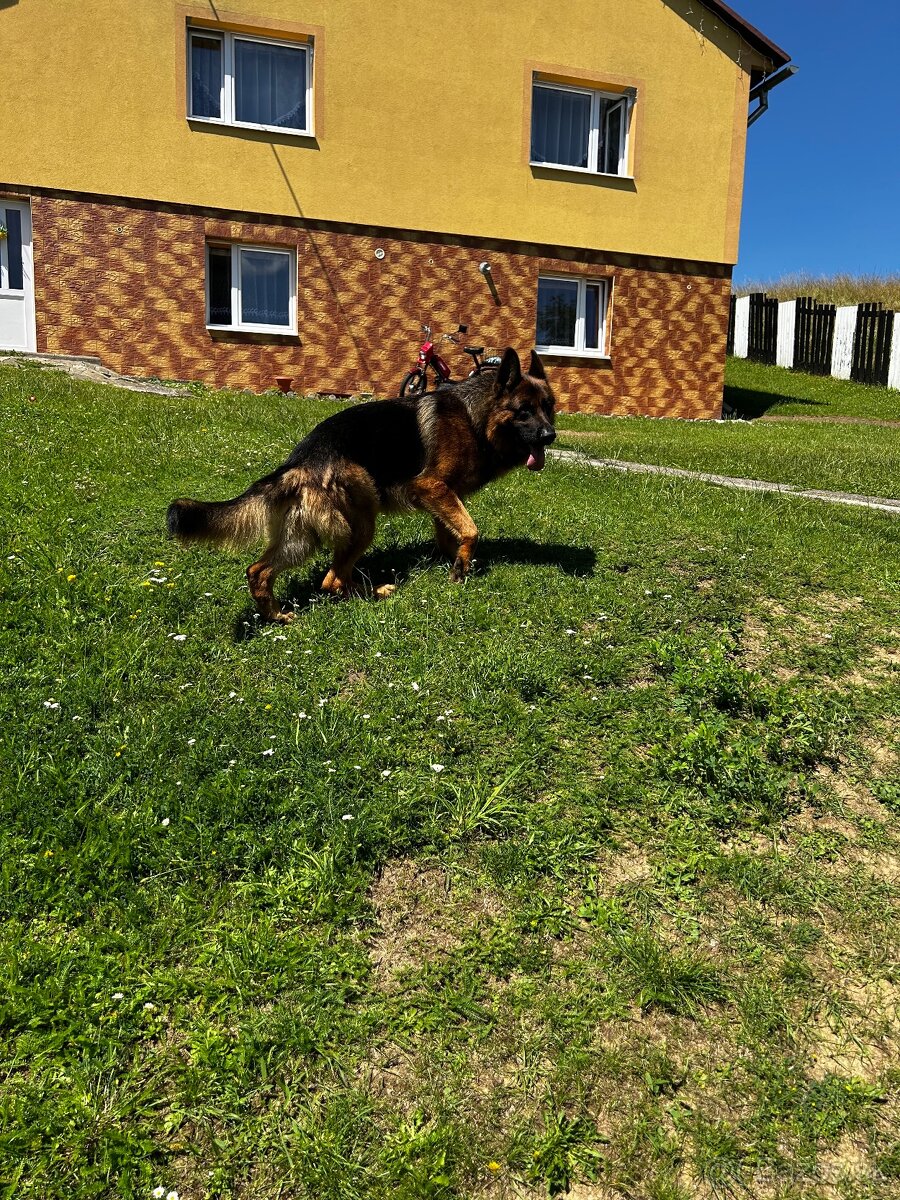 Nemecký ovčiak s PP - 3