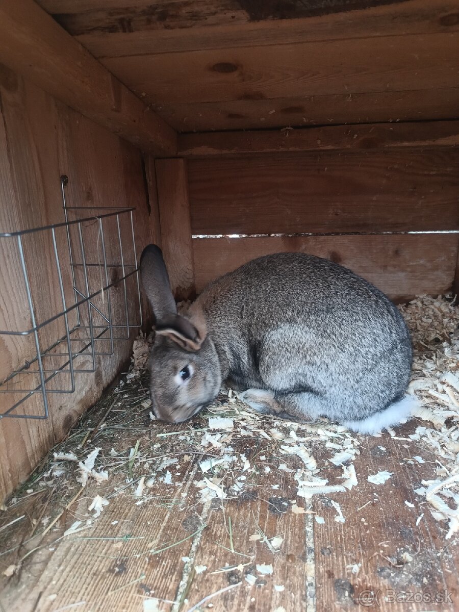 Predám králiky - 3