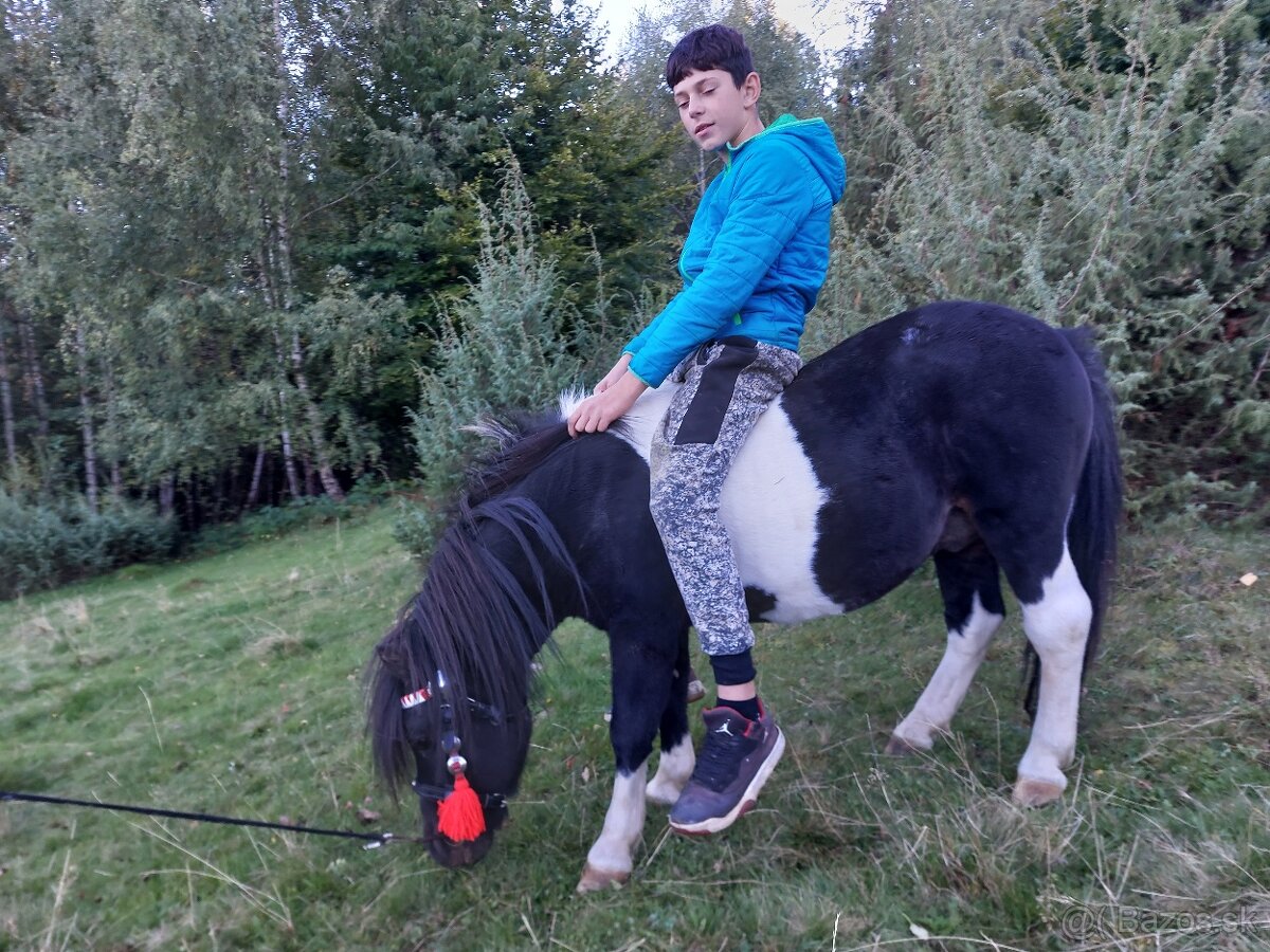 Predám ponika žrebca - 3