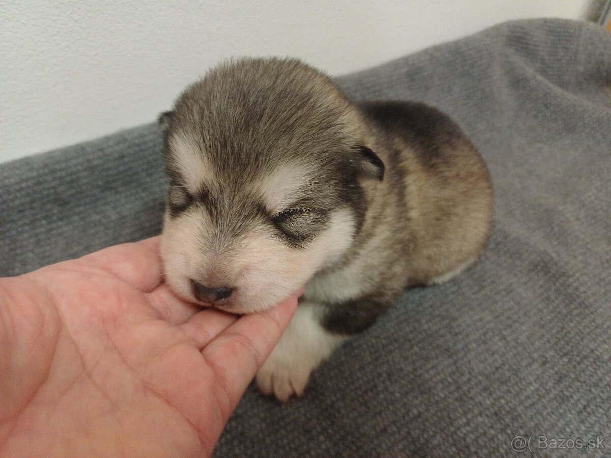 Aljašský malamut - šťěňátka s PP - 3