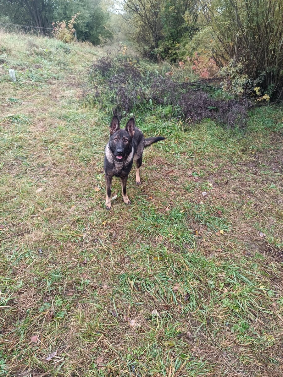 Nemecký ovčiak - 3