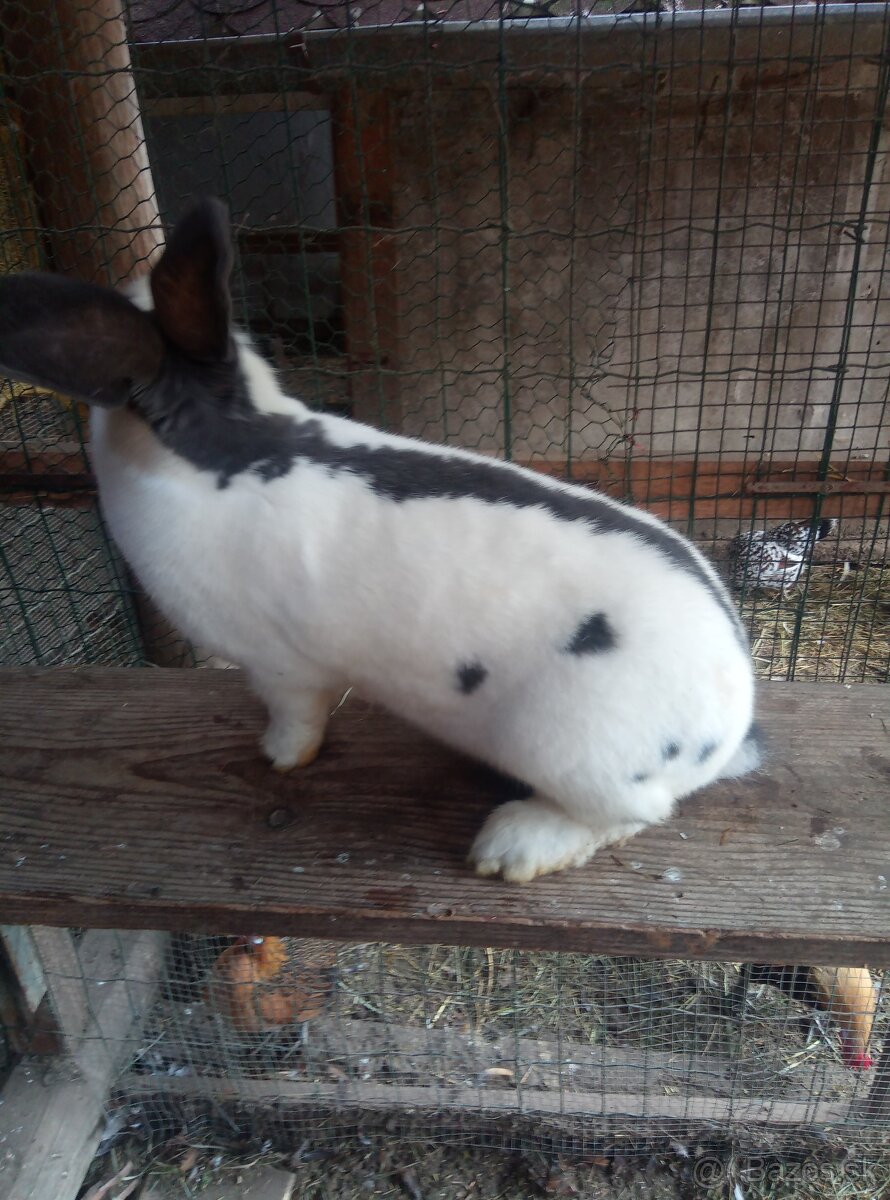 Nemecký obrovitý strakáč - 3