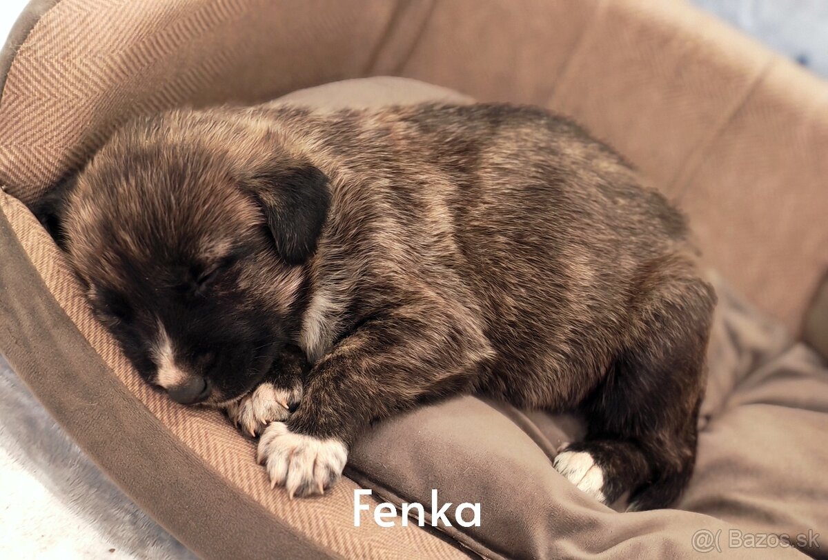 Stredoazijsky ovčiak - 3