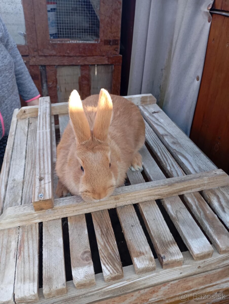 Burgunsky -Maklembursky - 3