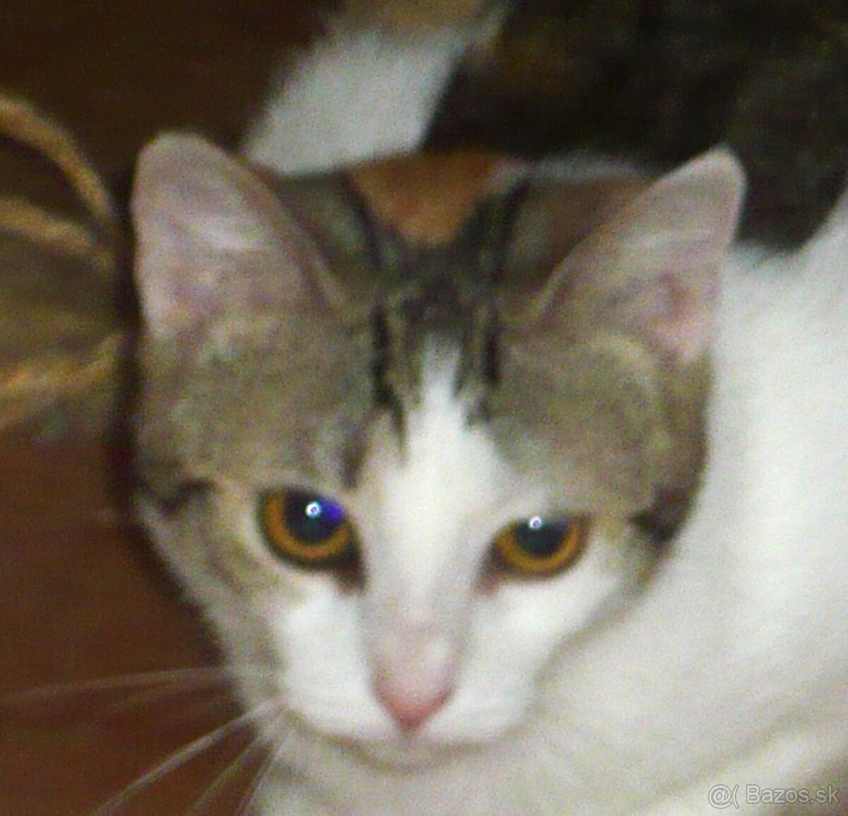 TROJFAREBKA - PRÁVE PRE VÁS - 3