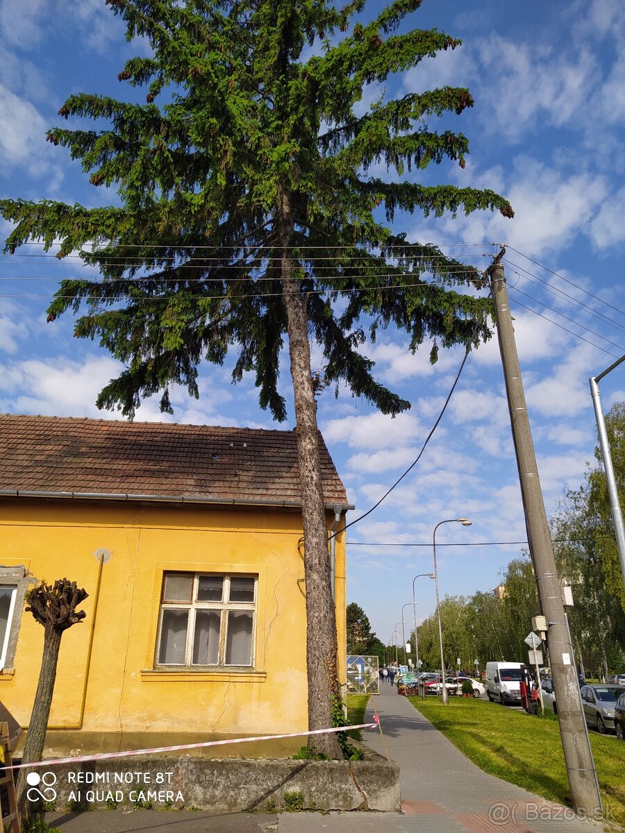 Pílenie stromov - 3