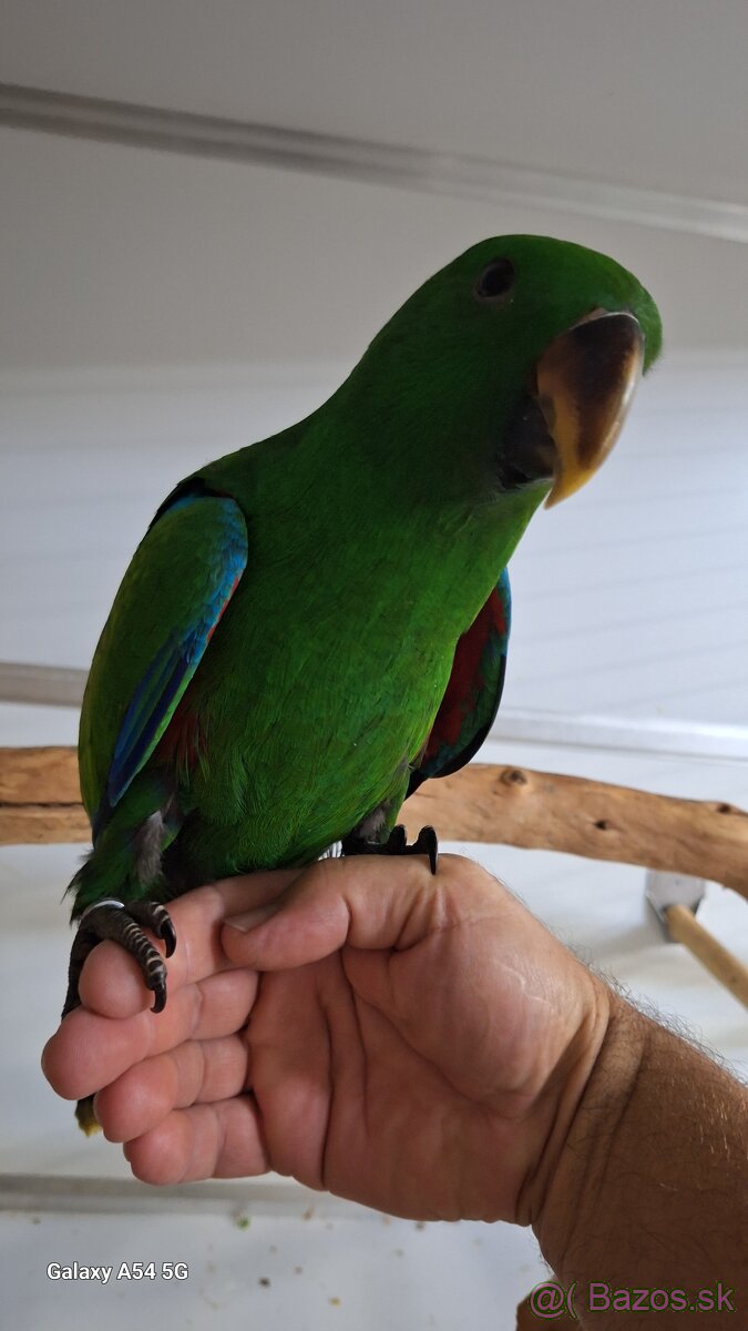 Eklektus Polychloros - 3