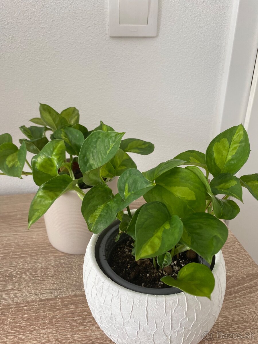 Izbová rastlina - 3