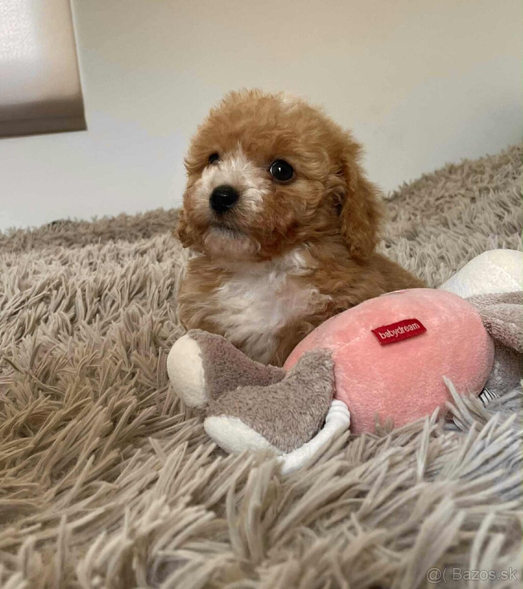 Red and white mini Maltipoo girl - 3