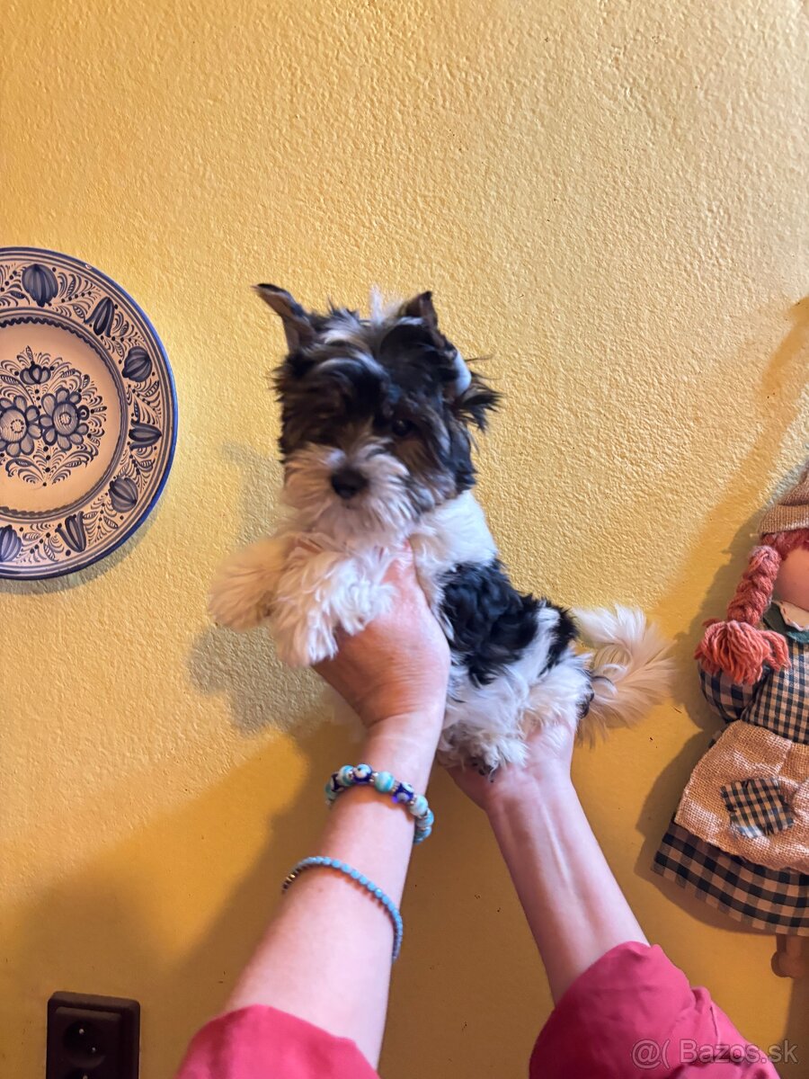 Yorkshirsky terier, yorkshirsky terier mini, biewer - 3