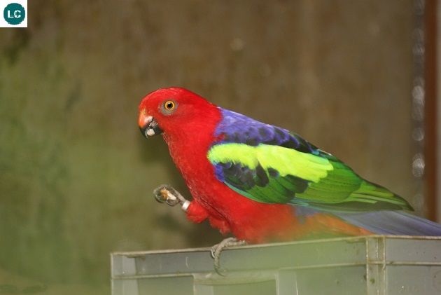 Chovateľ odcervenie profi - 3