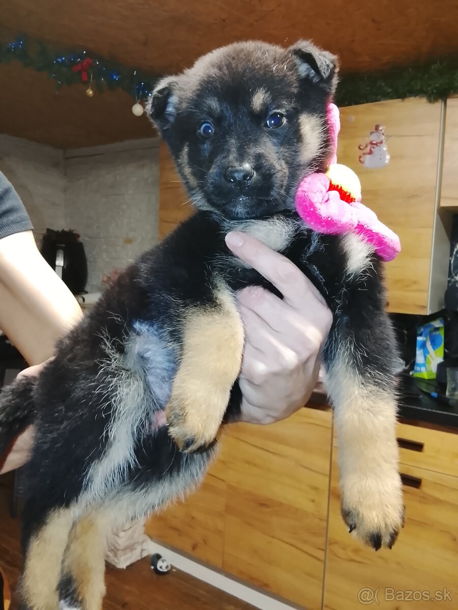 Predam steniatka - 3