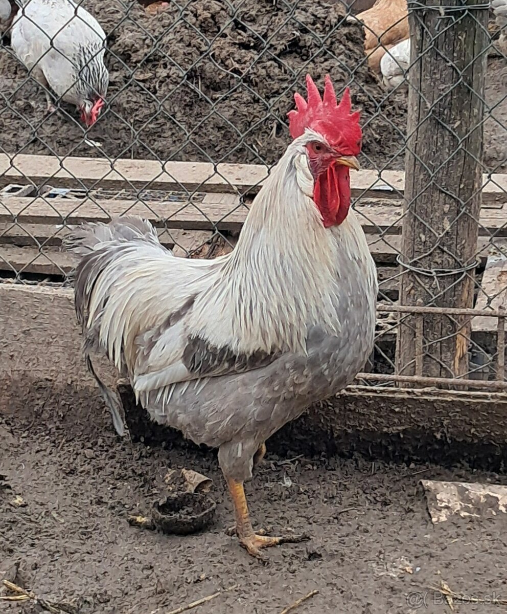 Vlaska perlovoseda - 3