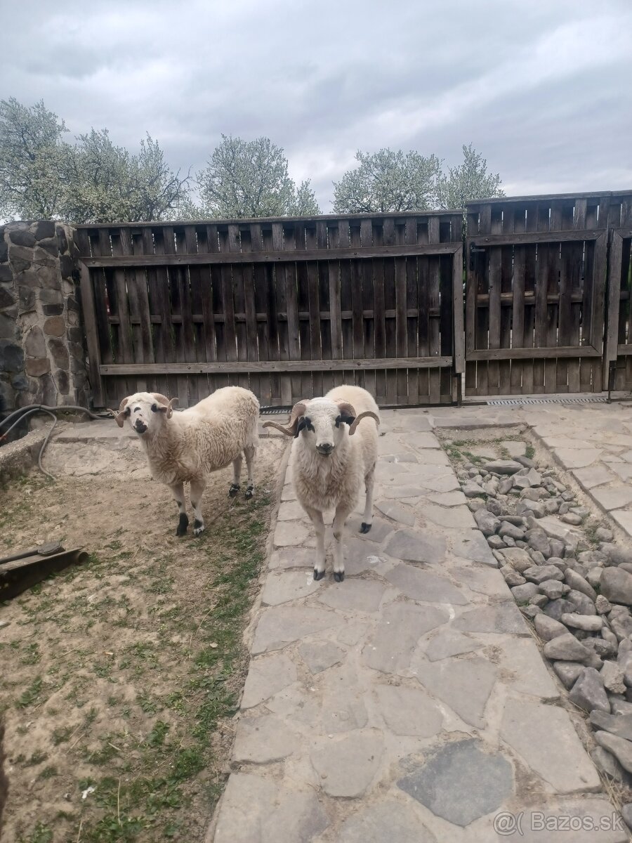 Predám barana - 3