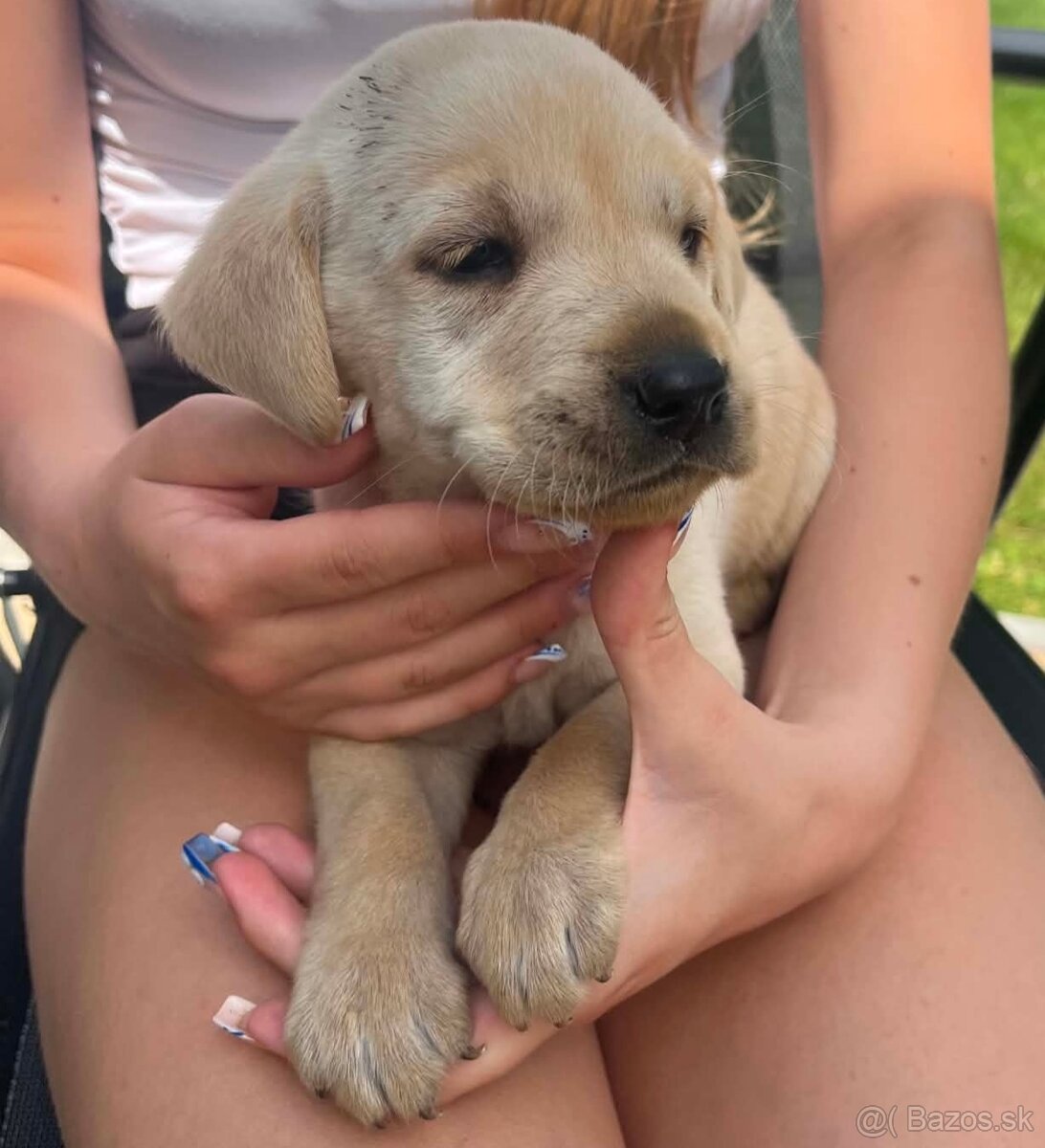 Šteniatko labrador - 3