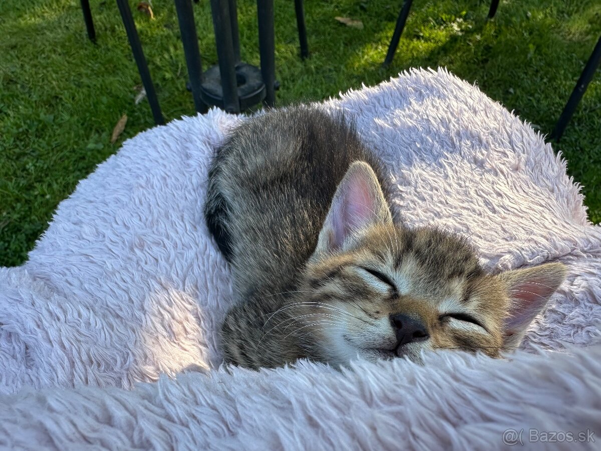 Hľadáme milujúci domov 🐱🩷 - 3