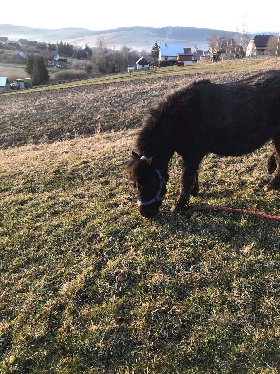 Haflinger a poník na predaj - 3