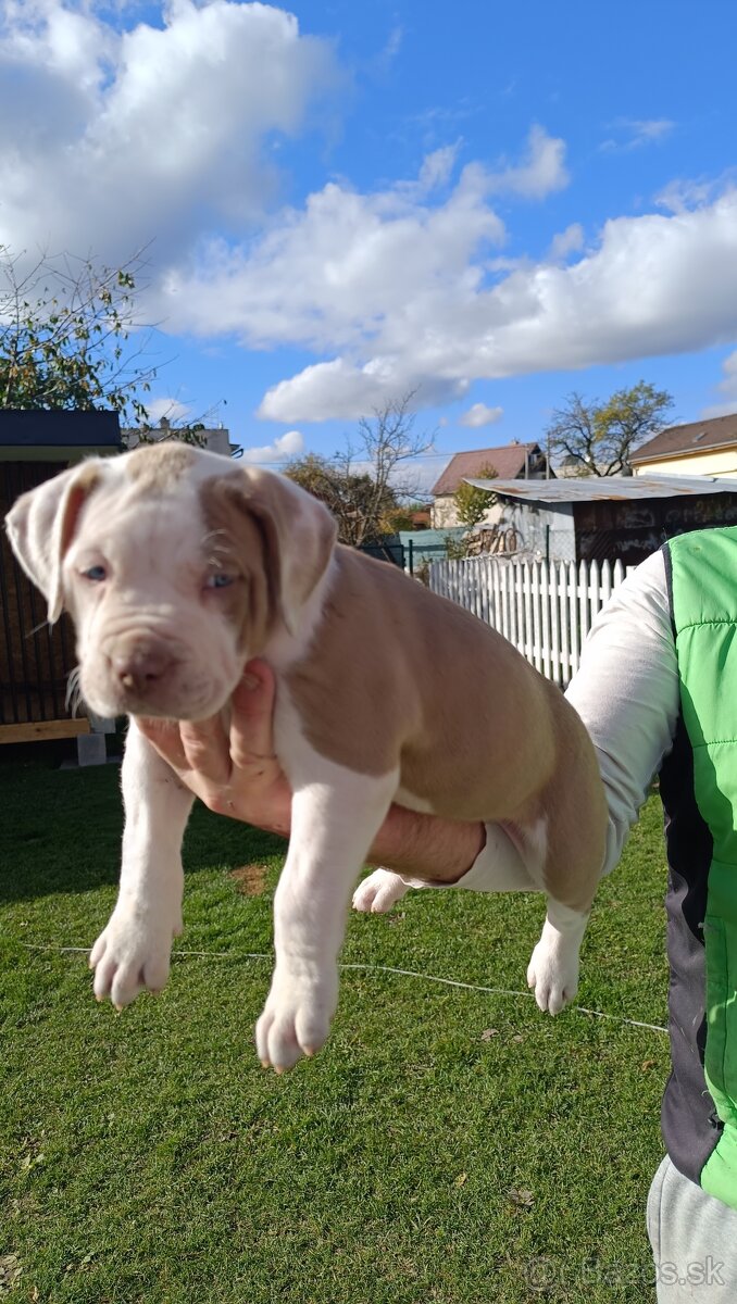 American Bully XL - 3