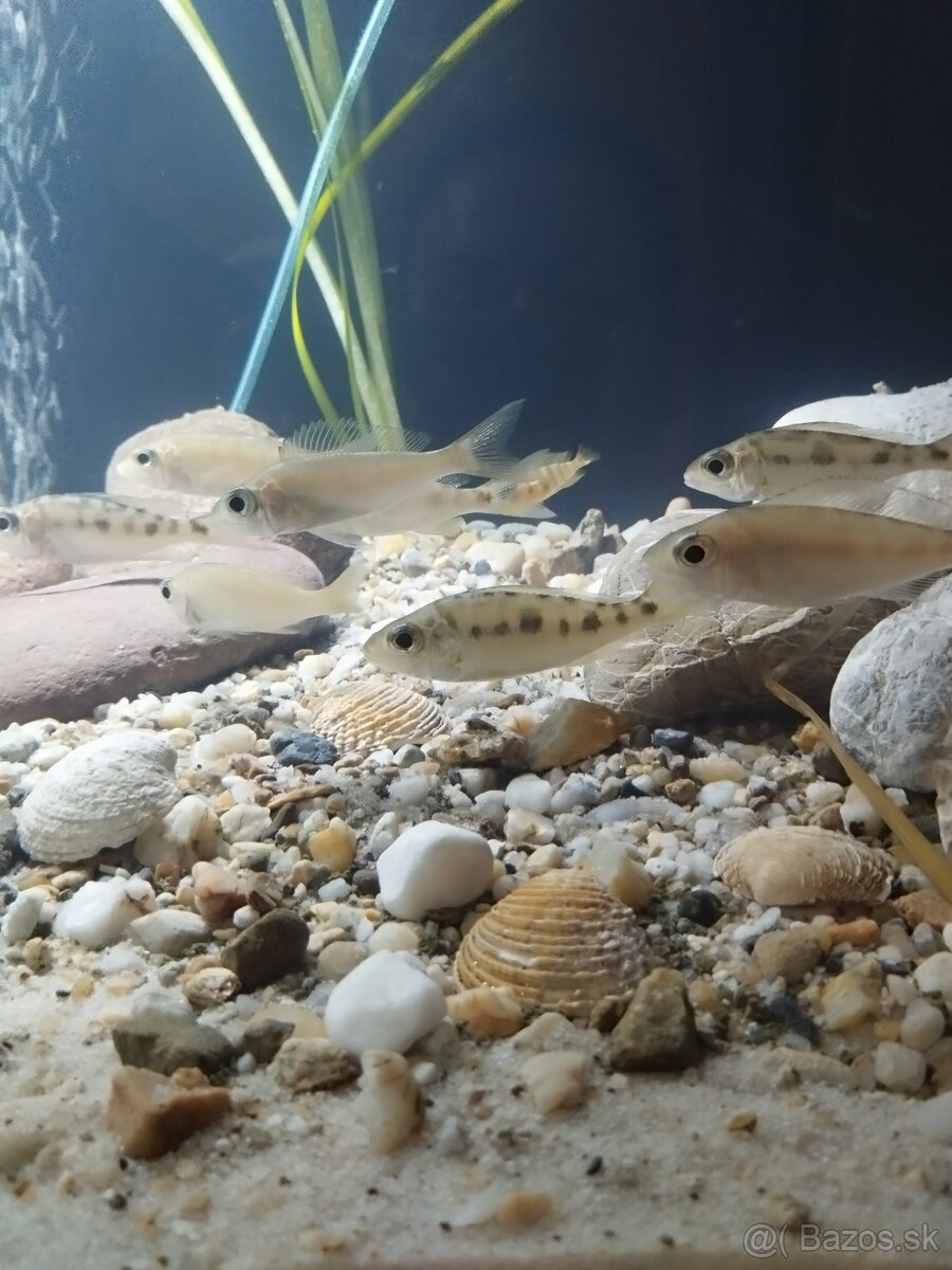 cichlida africká - 3