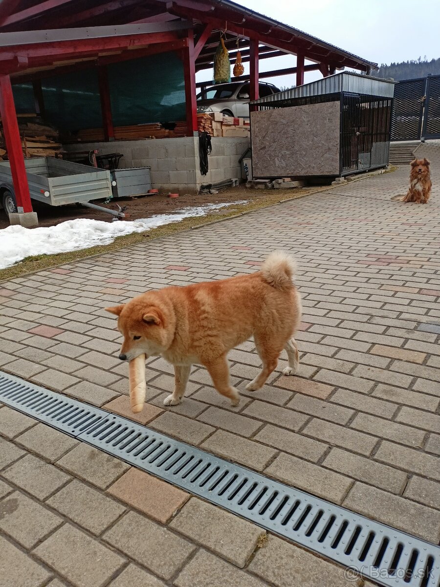 Darujem fenku shiba inu - 3