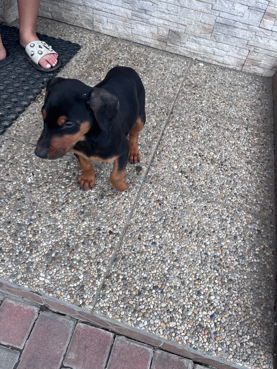 Predám šteniatko Dobermana - 3