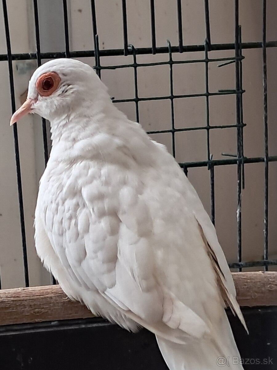 Holúbok diamantový - 3