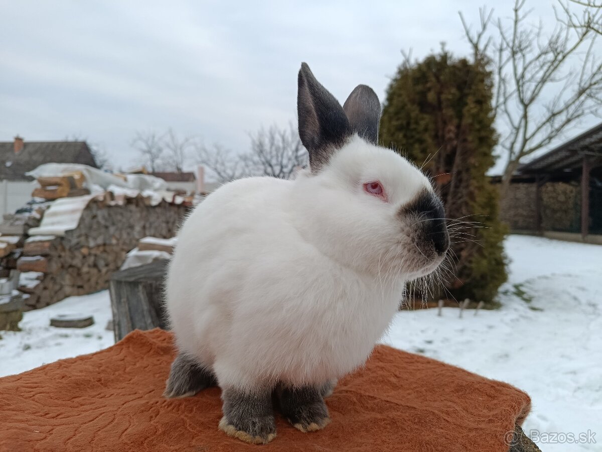 Kalifornsky králik - 3