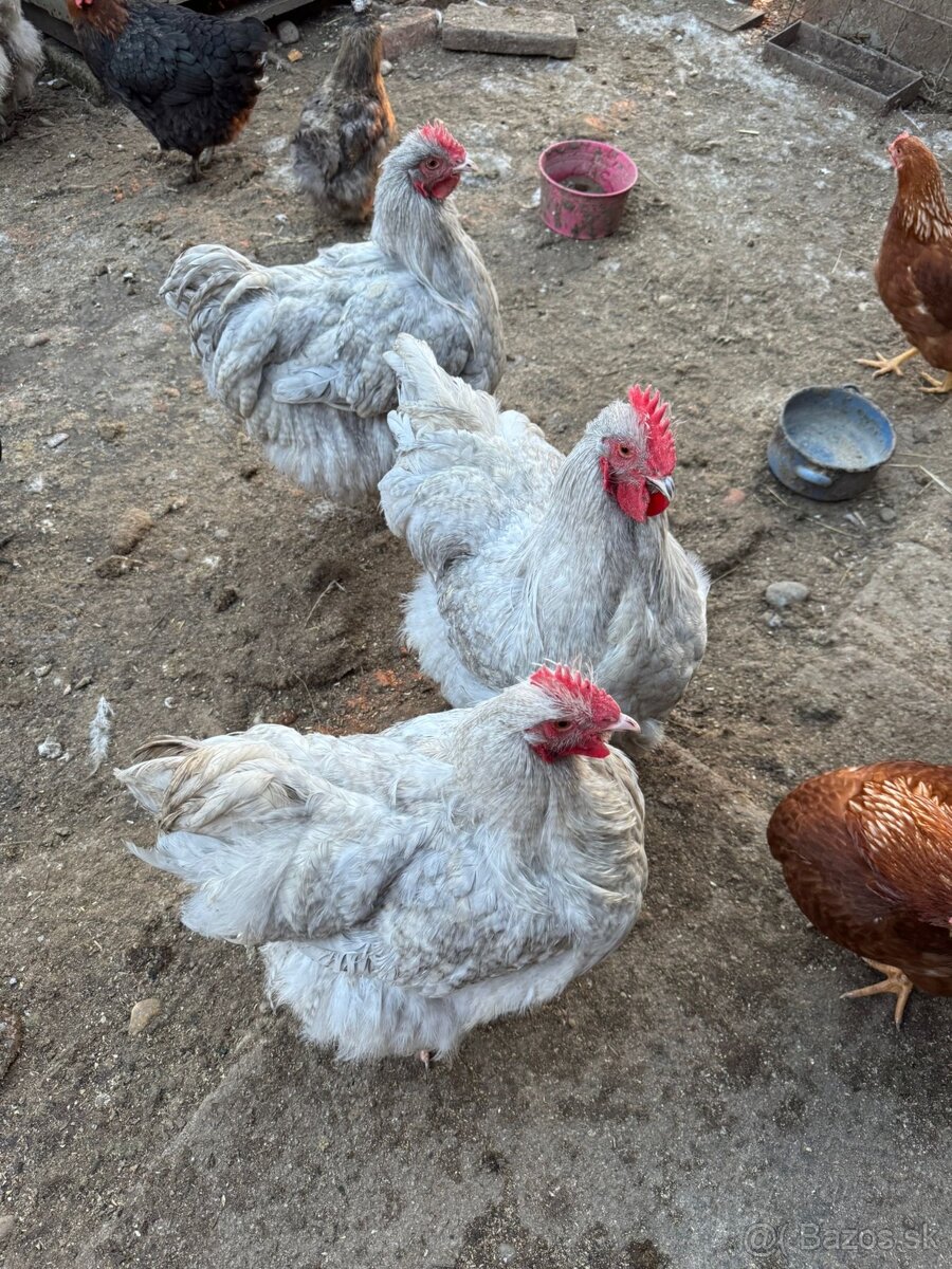Orpington Levander - 3