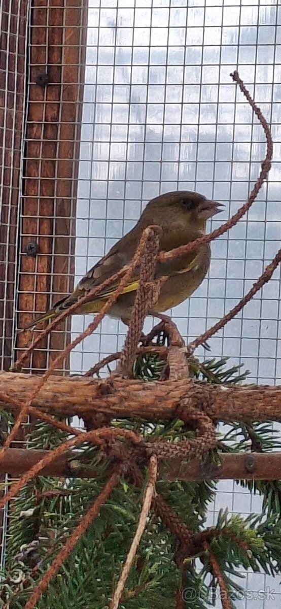 Stehlik zelený (zelienka) - 3