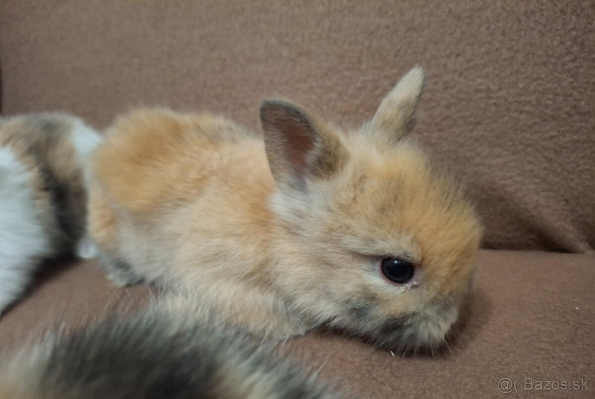 Zakrslý králik - levík - 3