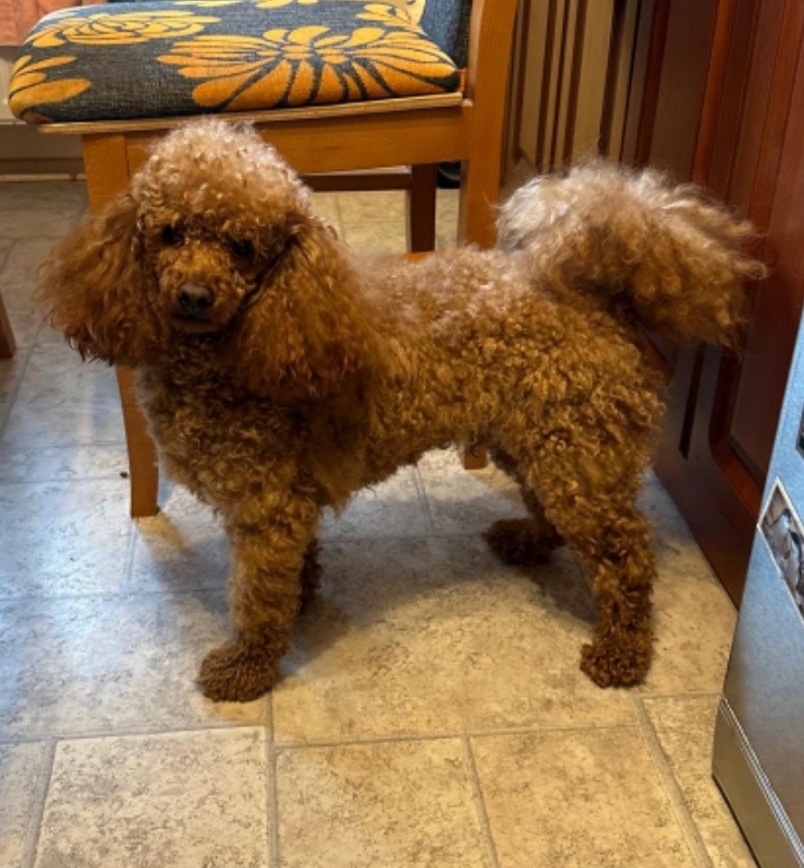 Pudel trpaslíci. - 3