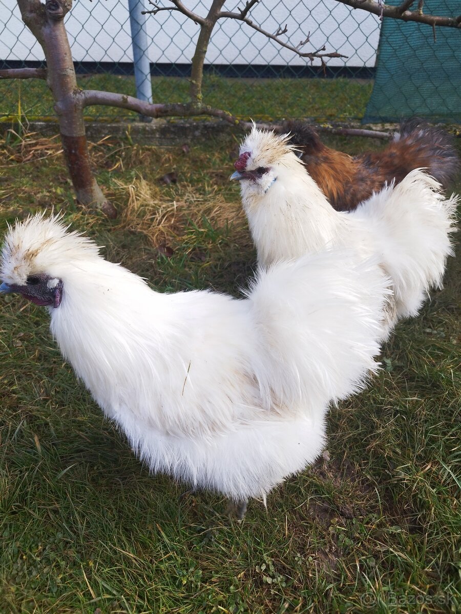 Predám bielych kohútov hodvábničky - 3