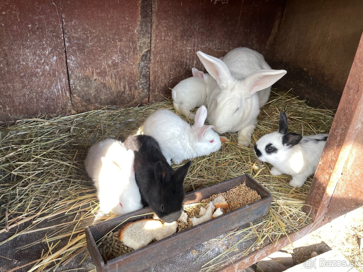 Samica králika s mladými - 3