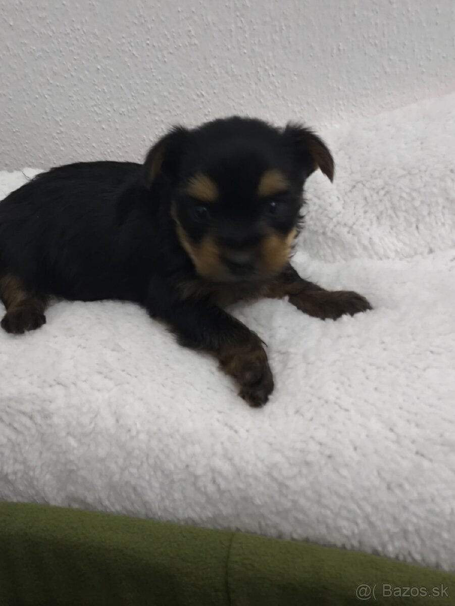 Mini Yorkshire terrier - 3