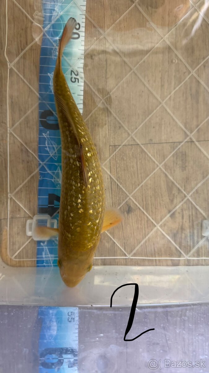 Koi kapre - 3